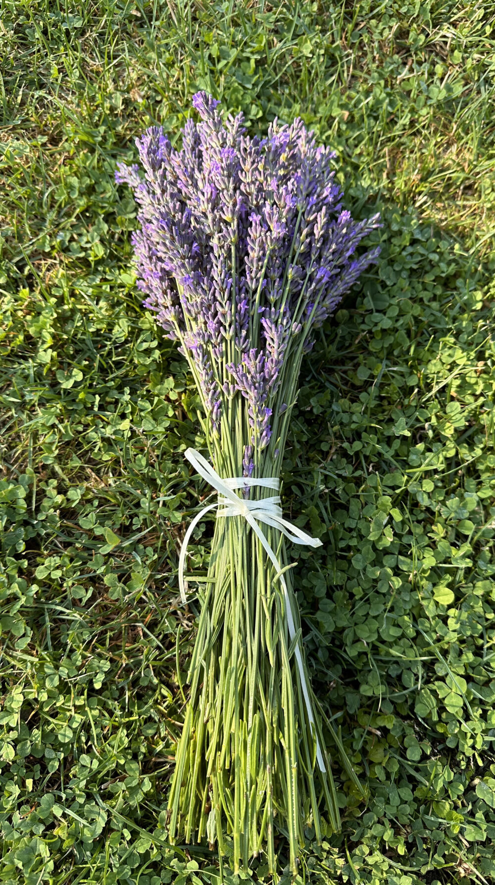 Šviežių levandinų puokštė